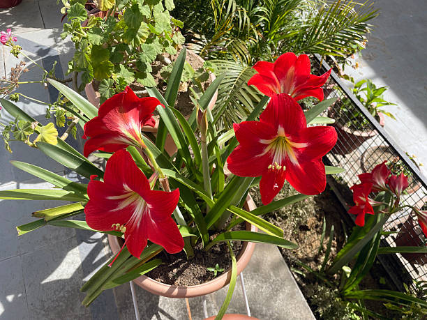 Red Amaryllis Flower Seeds - Heirloom Non GMO High Germination Garden Planting Seeds