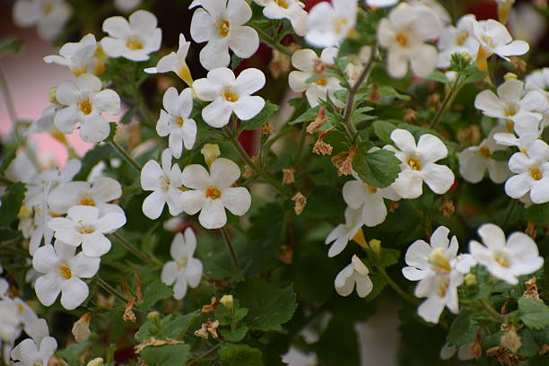 White Bacopa Flower Seeds