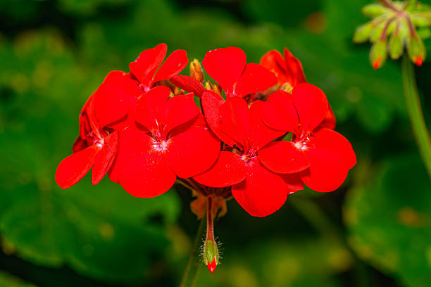 Red Geranium Pelargonium Flower Seeds | - Heirloom Non GMO Premium Flower Seeds for Home Garden Planting