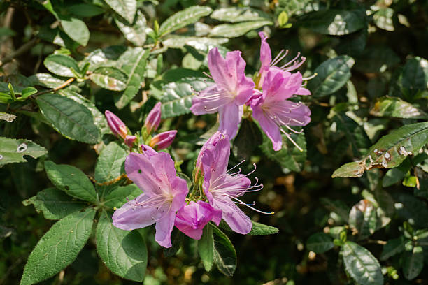 Pale Pink Azalea Flower Seeds – Premium Floral Seeds for Decorative Outdoor Landscapes - Heirloom Non GMO High Germinati