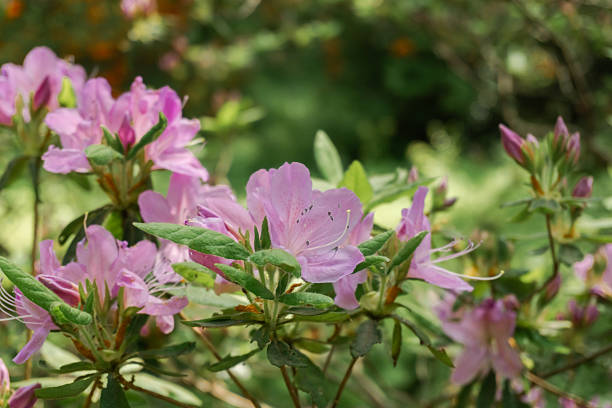 Pale Pink Azalea Flower Seeds