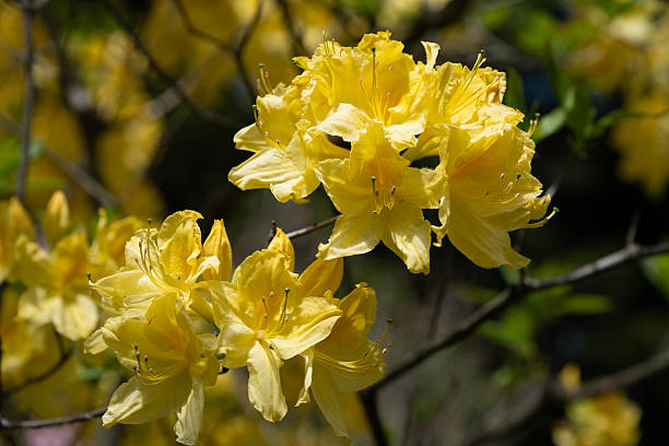 Yellow Azalea Flower Seeds