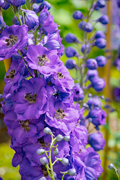 Purple Delphinium Flower Seeds – Heirloom, Non GMO, High Germination Seeds - Heirloom Non GMO High Germination Flower Se