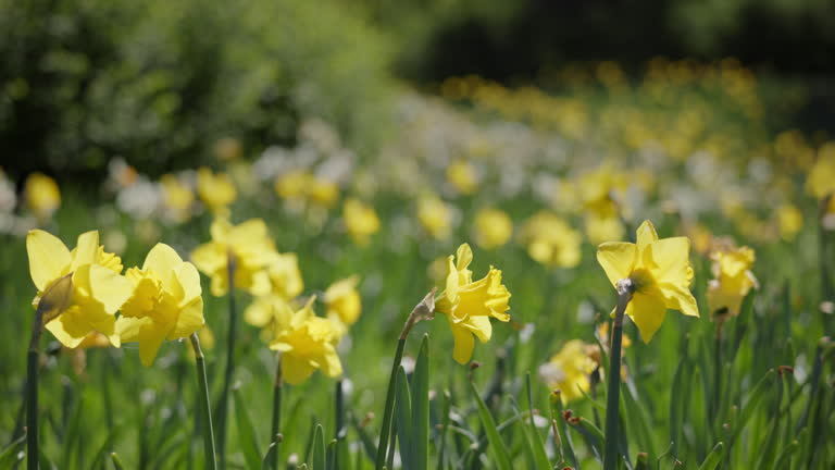 Yellow Daffodil Flower Seeds – Heirloom, Non GMO, High Germination Seeds - Heirloom Non-GMO High Germination Organic Gar