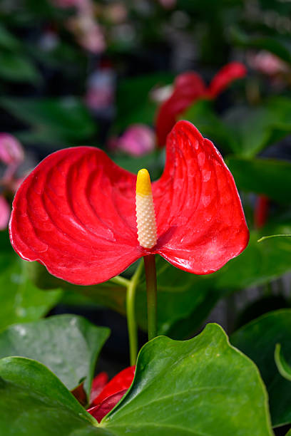 Anthurium Flower Seeds