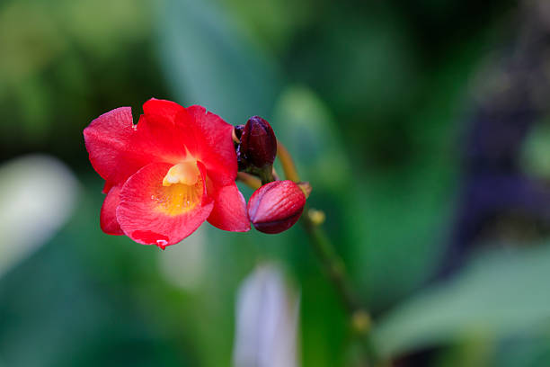 Red Cattleya Orchid Flower Seeds