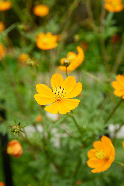 Yellow Cosmos Flower Seeds