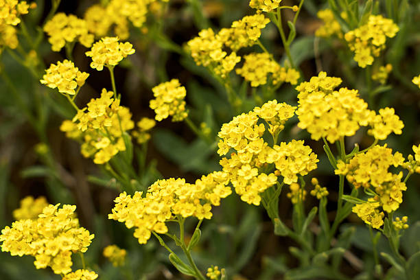 Yellow Alyssum Flower Seeds
