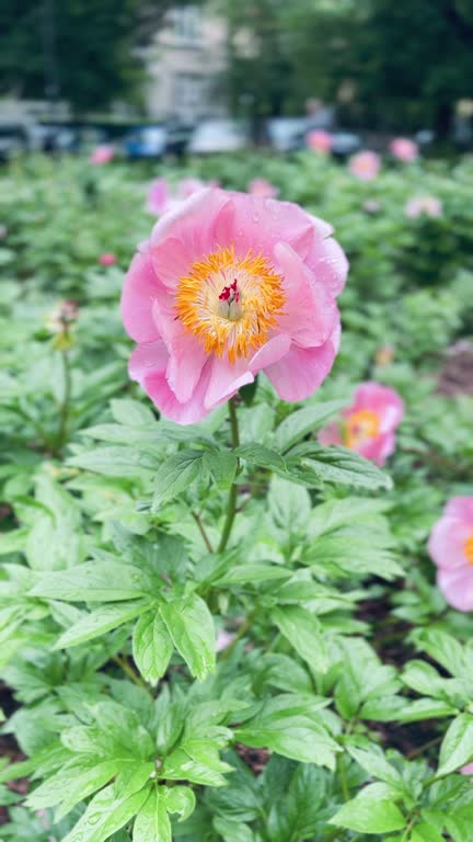 Peony Flower Seeds – Easy Grow Blossoms for Pots and Backyard Spaces