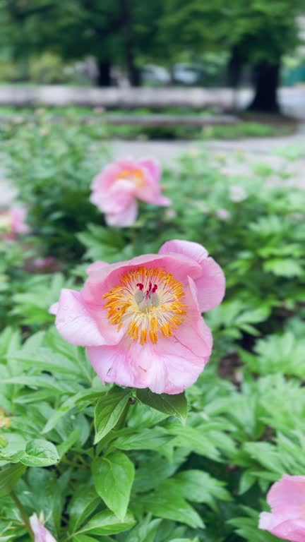 Peony Flower Seeds – Easy Grow Blossoms for Pots and Backyard Spaces