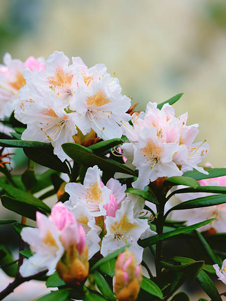 Pink Azalea Flower Seeds - Heirloom Non GMO Premium Garden Seeds for Planting