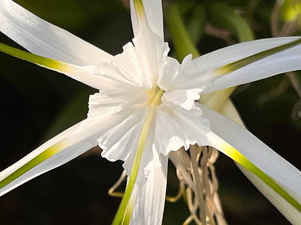 White Amaryllis Flower Seeds – Easy Grow Blossoms for Pots and Backyard Spaces