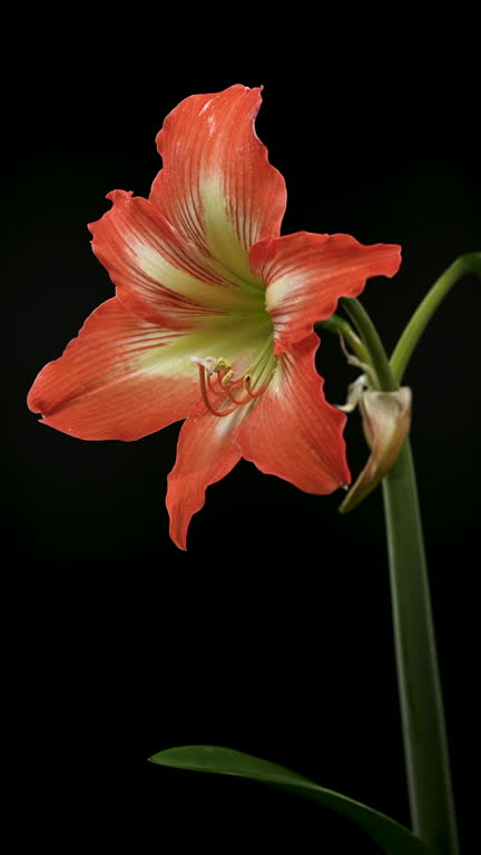 Orange Amaryllis Flower Seeds – Heirloom, Non-GMO, High Germination Seeds - Heirloom Non GMO High Germination Organic Ga