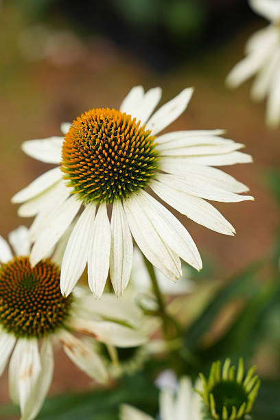 Echinacea Flower Seeds