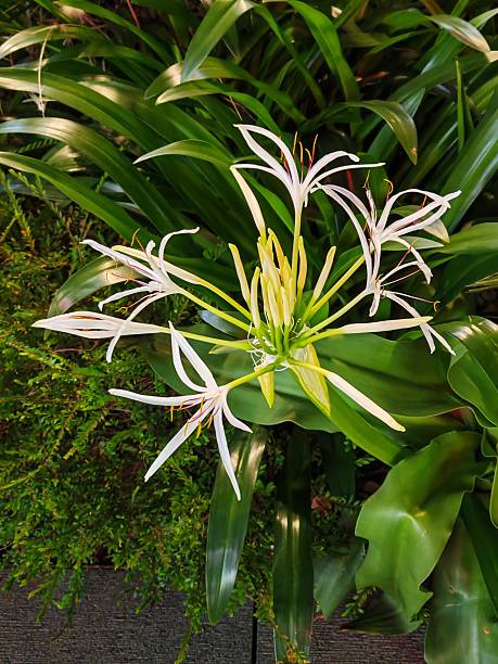 Crinum Flower Seeds