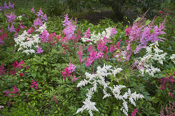 Red Astilbe Flower Seeds - Heirloom Non GMO Premium Garden Seeds for Planting