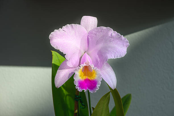 Pink White Cattleya Orchid Flower Seeds