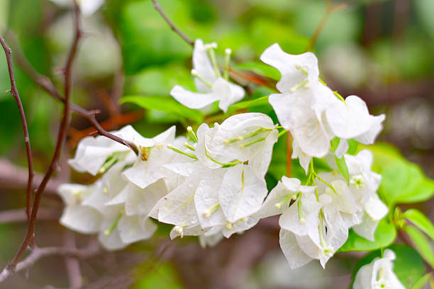 Bougainvillea Spectabilis Flower Seeds - Heirloom Non GMO Premium Garden Seeds for Planting