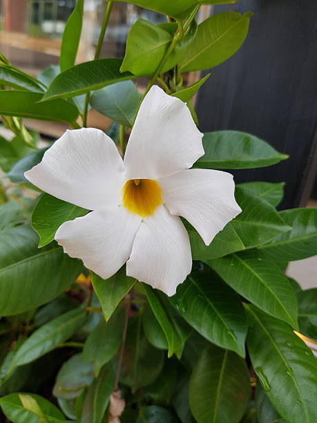 White Dipladenia Sanderi Flower Seeds