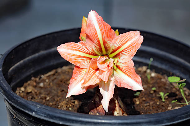 White Orange Amaryllis Flower Seeds