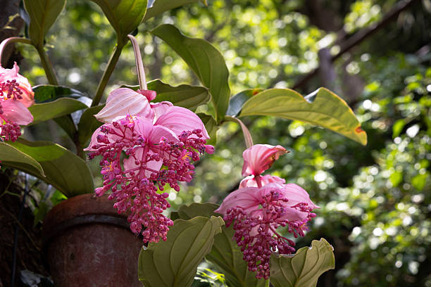 Medinilla Flower Seeds – Easy Grow Blossoms for Pots & Backyard Spaces for Colorful Landscape