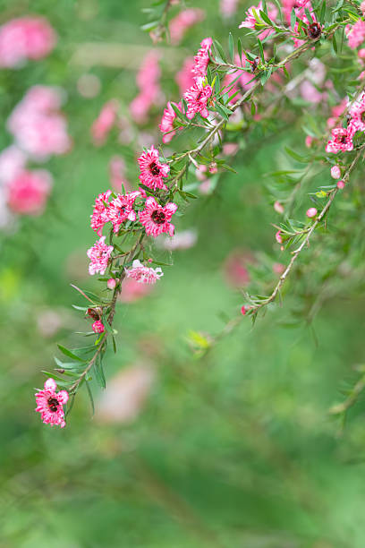 Pink Leptospermum Flower Seeds - Heirloom Non GMO High Germination Organic Garden Seeds for Planting