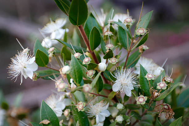 Myrtle Flower Seeds – Easy Grow Blossoms for Pots and Backyard Spaces