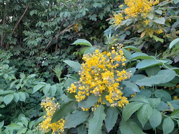 Aquifolium Flower Seeds – Exotic Flowering Plants for Colorful Backyard Beauty