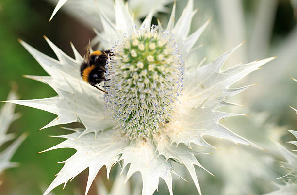 White Eryngium Flower Seeds
