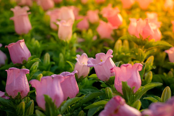 Lily The Valley Flower Seeds Easy Grow Blossoms for Pots and Backyard Spaces for Colorful Landscape - Heirloom, Non