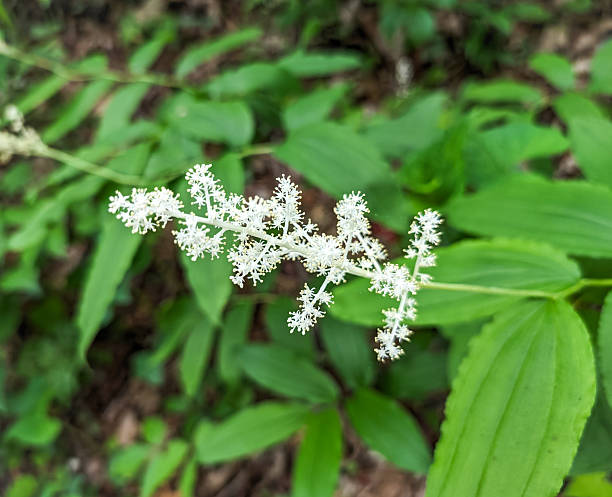 White Maianthemum Flower Seeds – Rare Blooming Plants for Balcony & Outdoor Gardening
