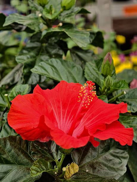 Red Deep Hibiscus Flower Seeds
