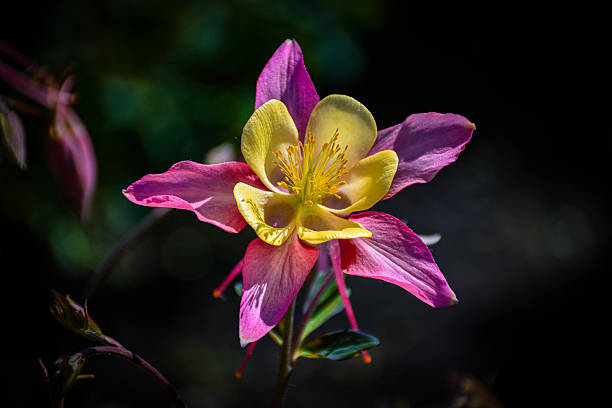 Pink Yellow Giant Aquilegia Flower Seeds – Exotic Flowering Plants for Vibrant Backyard Beauty - Heirloom Non GMO High G