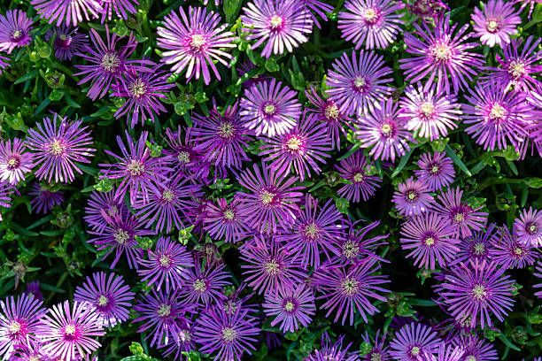 Delosperma Flower Seeds – Easy Grow Blossoms for Pots and Backyard Spaces