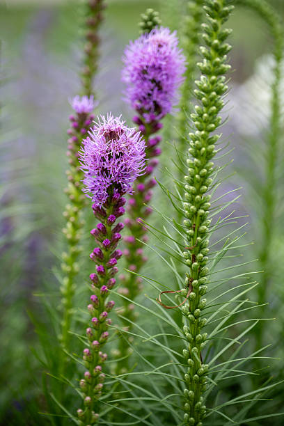Liatris Flower Seeds Rare Blooming Plants for Balcony and Outdoor Gardens for Colorful Landscape - Heirloom, Non GMO,