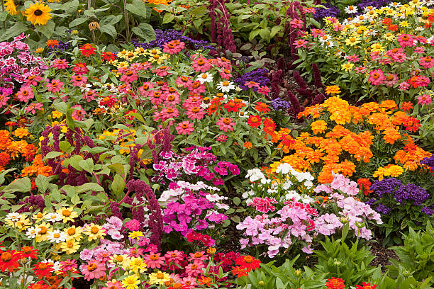 Mixed Phlox Flower Seeds – Heirloom, Non-GMO, High Germination Seeds
