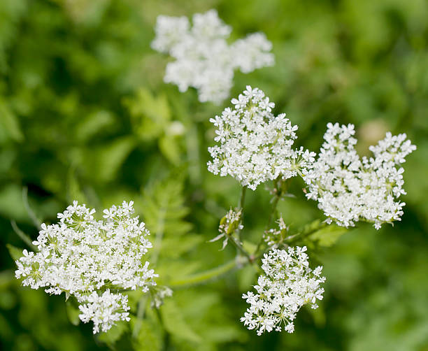 White Cicely Flower Seeds 