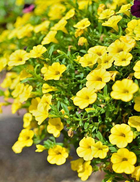 Yellow Calibrachoa Flower Seeds 