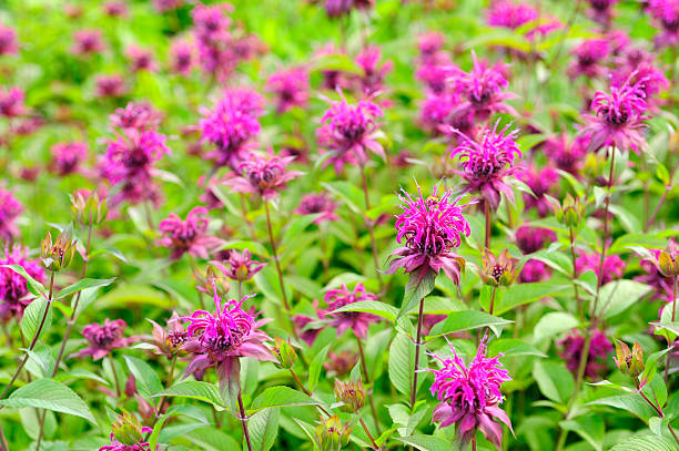 Monarda Flower Seeds – Premium Floral Seeds for Decorative Home Landscaping