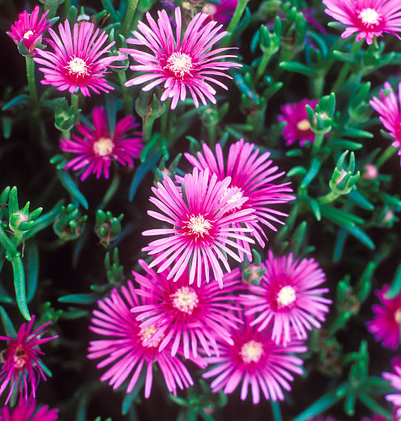 Pink Lampranthus Roseus Flower Seeds