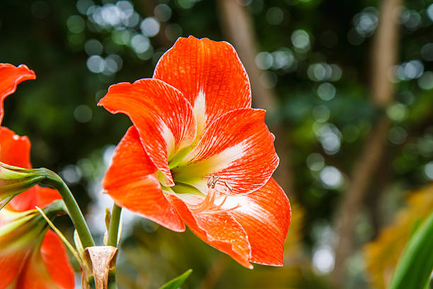 White Orange Amaryllis Flower Seeds - Heirloom Non GMO Flower Seeds, High Germination Organic Garden Planting Seeds