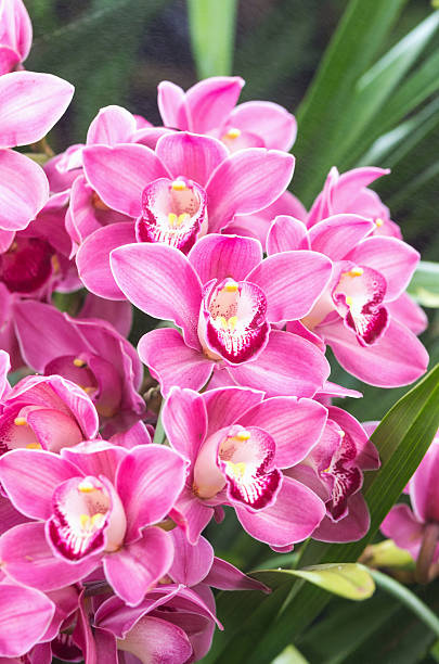 Pink Cymbidium Flower Seeds - Heirloom Non GMO High Germination Flower Seeds for Planting