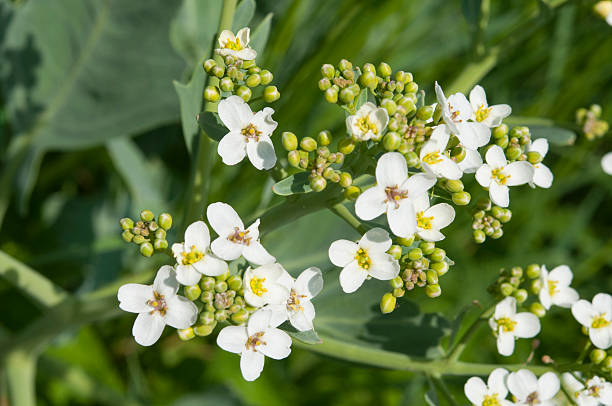 Crambe Flower Seeds - Heirloom Non GMO High Germination Premium Garden Seeds for Planting