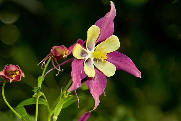 Pink Yellow Giant Aquilegia Flower Seeds