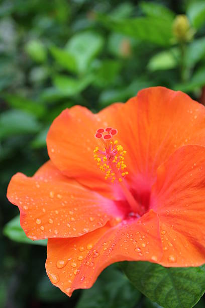 Orange Hibiscus Flower Seeds – Heirloom Non-GMO High Germination Seeds