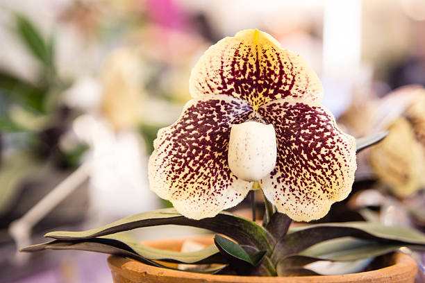 Brown Monkey Face Orchid Flower Seeds 