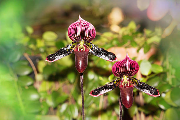 Cypripedium Orchid Flower Seeds - Heirloom Non GMO High Germination Premium Garden Seeds for Planting