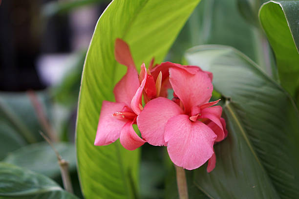 Canna Lily Flower Seeds Heirloom, Non GMO, High Germination, Organic Garden - Heirloom Non GMO High Germination Organic