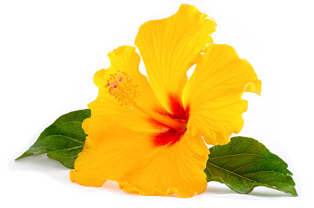 Yellow Orange Hibiscus Flower Seeds - Heirloom Non GMO High Germination Garden Seeds