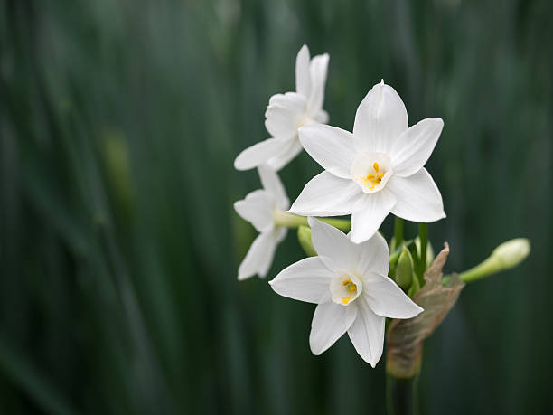 White Daffodil Flower Seeds